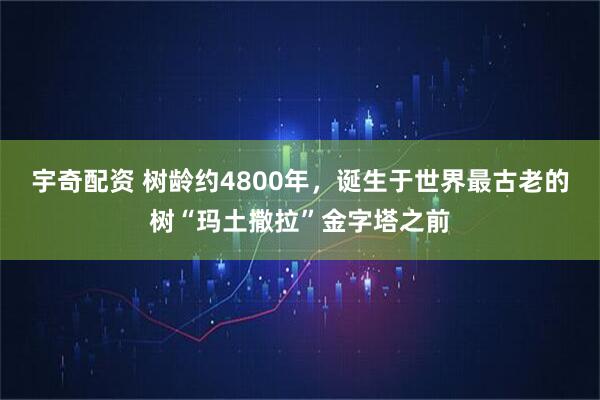 宇奇配资 树龄约4800年，诞生于世界最古老的树“玛土撒拉”金字塔之前